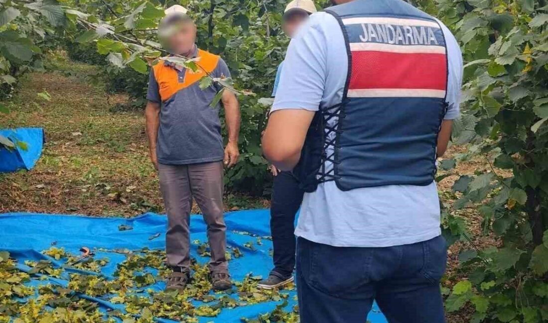 Kocaeli İl Jandarma Komutanlığı ekipleri, Kandıra’da fındık hasadı sırasında yaşanabilecek