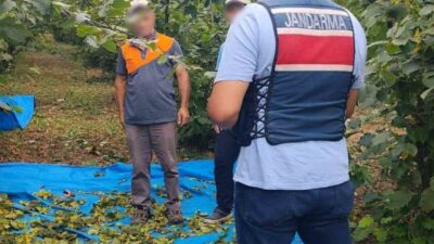 Kocaeli İl Jandarma Komutanlığı ekipleri, Kandıra’da fındık hasadı sırasında yaşanabilecek