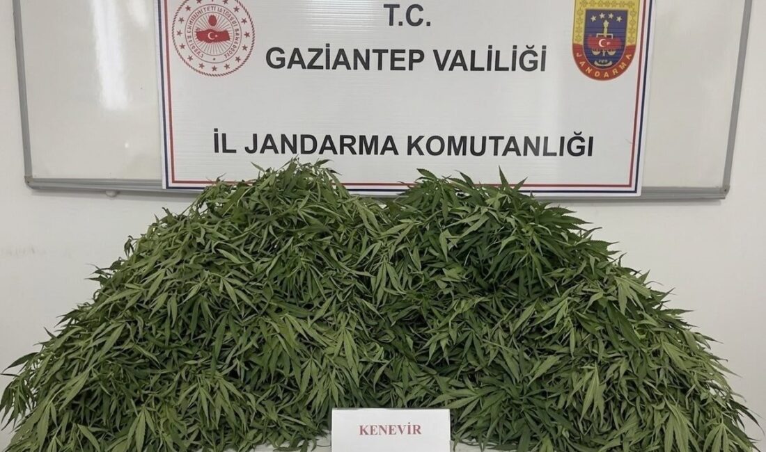 Gaziantep’te jandarma ekipleri tarafından gerçekleştirilen operasyonda 116 kök kenevir ve
