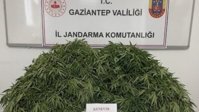 Gaziantep’te jandarma ekipleri tarafından gerçekleştirilen operasyonda 116 kök kenevir ve