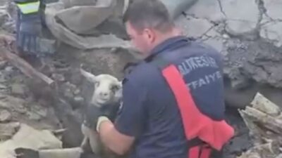 Balıkesir’in Sındırgı ilçesinde meydana gelen bir olayda, 3 koyun göçük