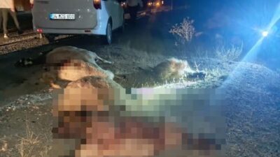 Hakkari ile Van arasındaki yol güzergahında bir otomobilin bir koyun