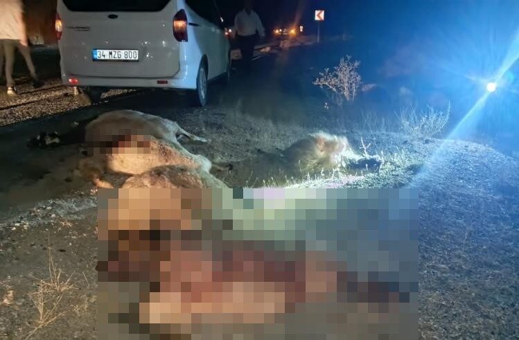 Hakkari ile Van arasındaki yol güzergahında bir otomobilin bir koyun
