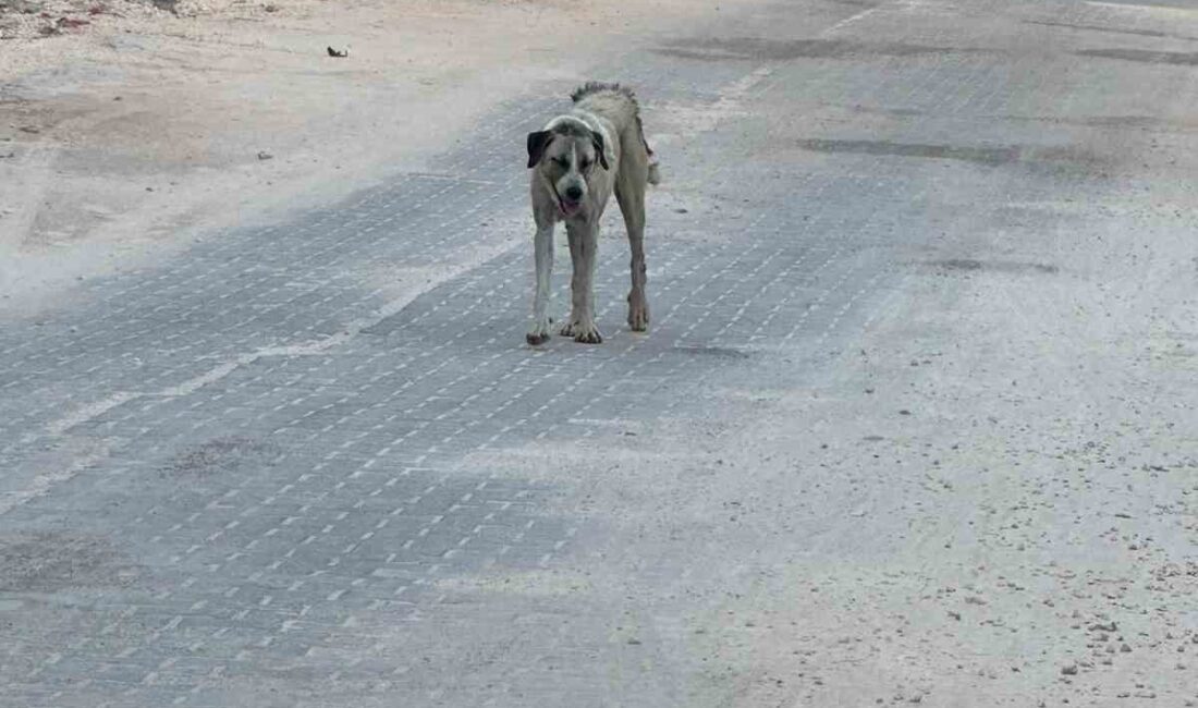 Halfeti ilçesinde annesiyle birlikte yürüyen 3 yaşındaki çocuğa sokak köpeği