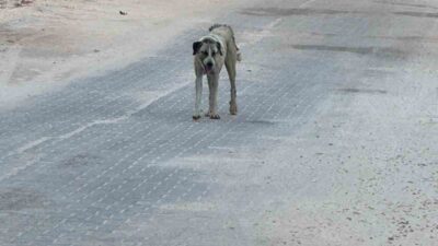 Halfeti ilçesinde annesiyle birlikte yürüyen 3 yaşındaki çocuğa sokak köpeği