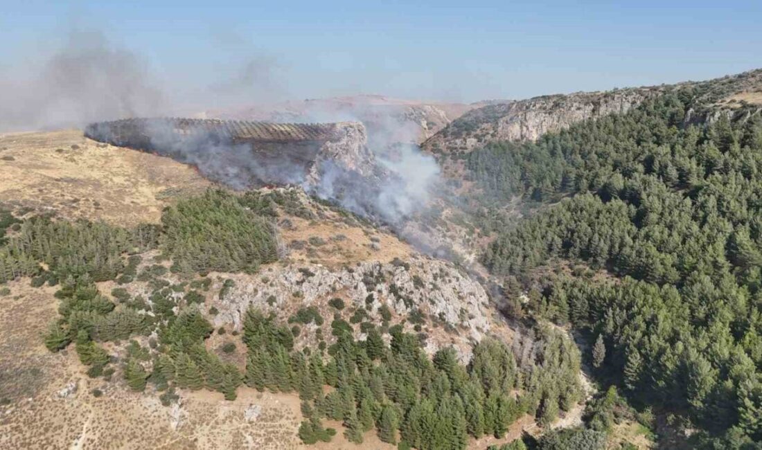 Hatay’ın Antakya ilçesine bağlı Narlıca Mahallesi’nde, ormanlık ve zeytinlik alan