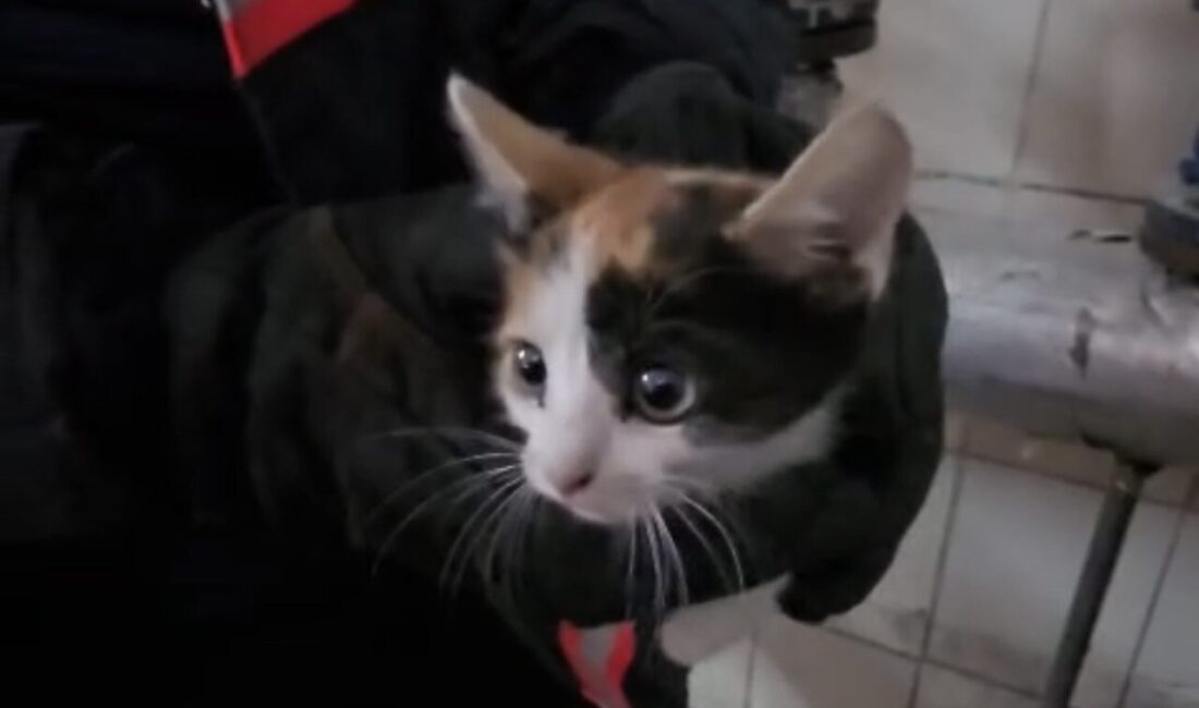 Çankırı’da, bir binanın havalandırma boşluğunda mahsur kalan bir yavru kedi,
