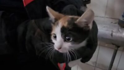 Çankırı’da, bir binanın havalandırma boşluğunda mahsur kalan bir yavru kedi,