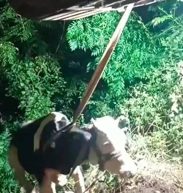 İskenderun ilçesindeki Karayılan Mahallesi’nde meydana gelen olayda, uçurumda mahsur kalan