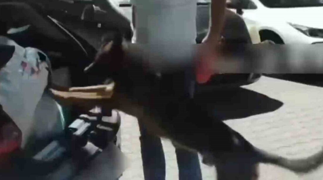 Sakarya’da polis operasyonu sonucunda İstanbul’dan sevk edildiği tespit edilen 50