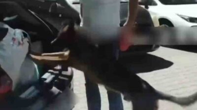 Sakarya’da polis operasyonu sonucunda İstanbul’dan sevk edildiği tespit edilen 50