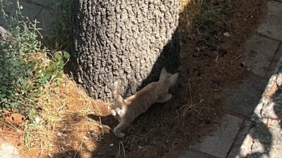 Konya’nın Beyşehir ilçesinde, Evsat Mahallesi’nde bulunan Vergi Dairesi Müdürlüğü bahçesinde