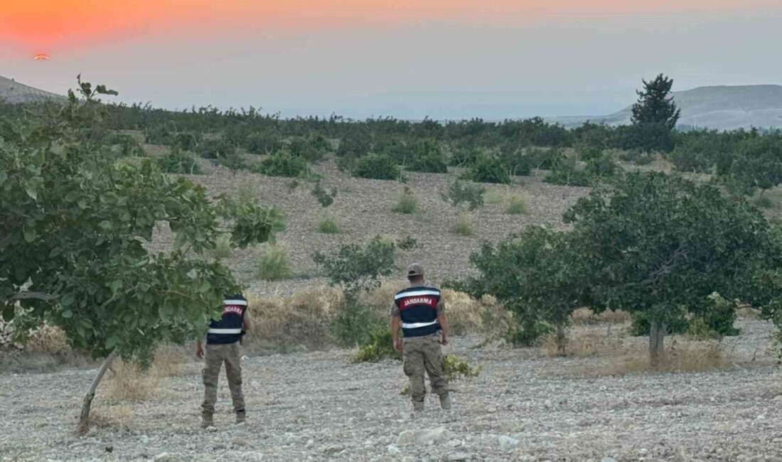 Birecik ilçesinde fıstık sezonunun açılmasıyla birlikte jandarma ekipleri, gece gündüz