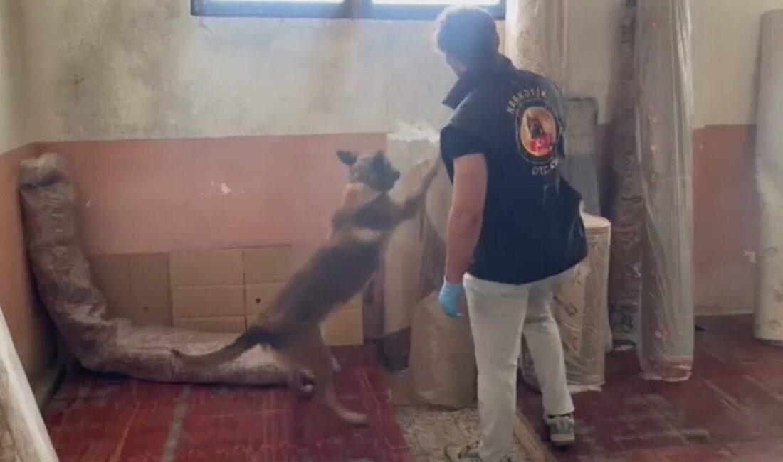 Kastamonu İl Emniyet Müdürlüğü ekipleri tarafından gerçekleştirilen uyuşturucu operasyonunda 19