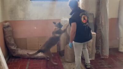 Kastamonu İl Emniyet Müdürlüğü ekipleri tarafından gerçekleştirilen uyuşturucu operasyonunda 19