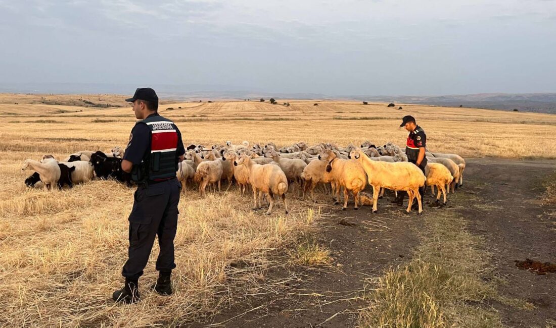 Yozgat’ın Divanlı Mahallesi’nde kaybolan 170 küçükbaş hayvan, Jandarma ve AFAD