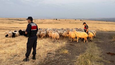 Yozgat’ın Divanlı Mahallesi’nde kaybolan 170 küçükbaş hayvan, Jandarma ve AFAD