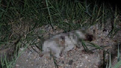 Manavgat ilçesinde yaşanan olayda, bir yavru köpeğe ATV ile çarpıp