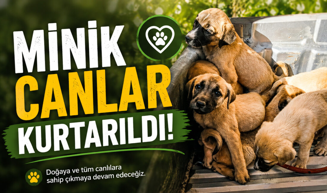 Çiçekdağı Osman Şevki Mezarlığı’nda kaderine terk edilmiş halde bulunan yavru