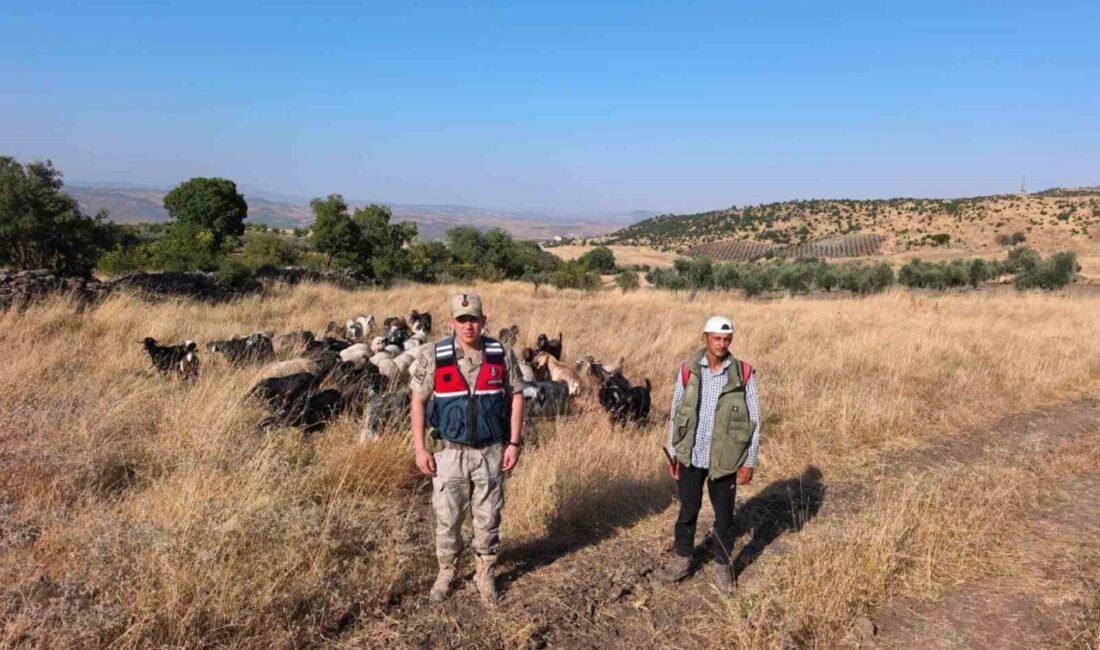 Kilis’te kaybolan 50 küçükbaş hayvanın sahibine ulaşılması için yoğun bir