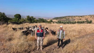 Kilis’te kaybolan 50 küçükbaş hayvanın sahibine ulaşılması için yoğun bir