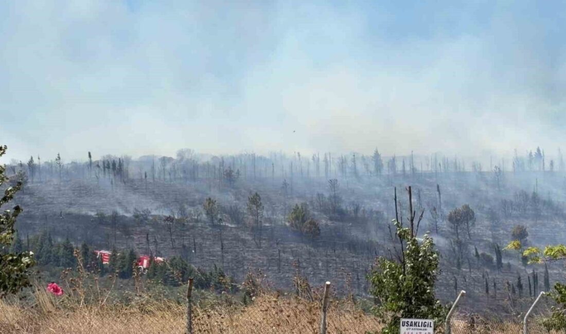 Kocaeli’nin Gebze ilçesindeki ormanlık alanda yangın çıktı ve ihbar üzerine