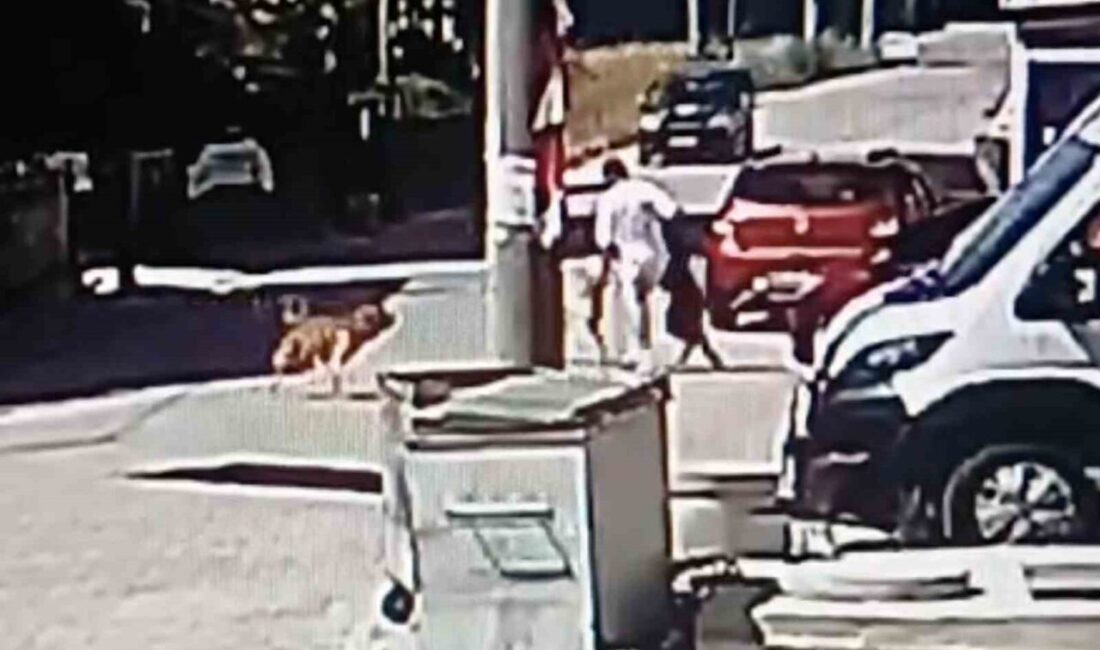 Kapaklı ilçesinde bir genç, köpeğini gezdirmek amacıyla sokakta yürürken başka