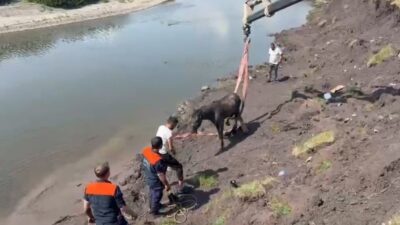 Ardahan’da Kura Nehri’nde bataklığa saplanan bir at, uzun bir kurtarma