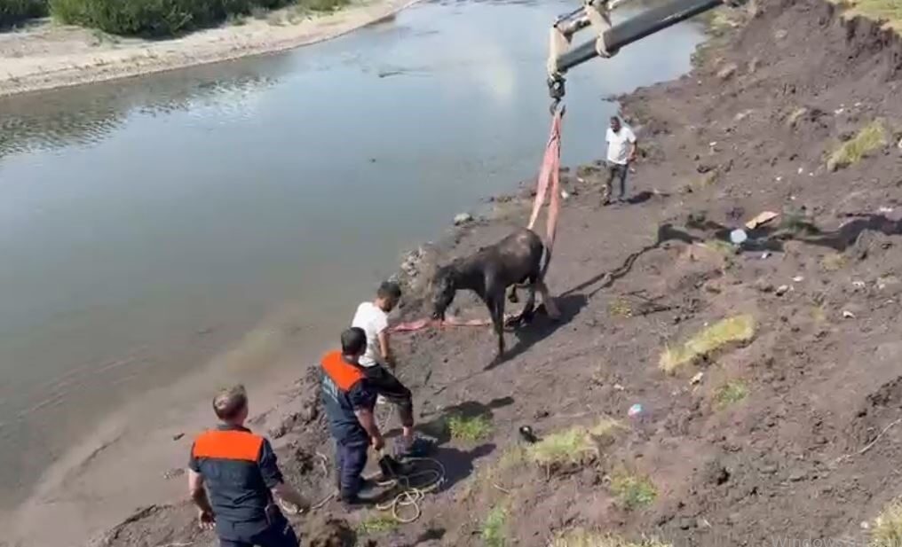 Ardahan’da Kura Nehri’nde bataklığa saplanan bir at, uzun bir kurtarma