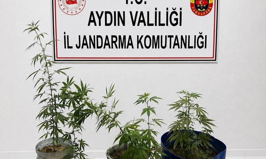 Kuşadası ilçesinde Jandarma ekipleri tarafından gerçekleştirilen uyuşturucu operasyonunda, 6 kök