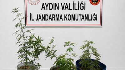 Kuşadası ilçesinde Jandarma ekipleri tarafından gerçekleştirilen uyuşturucu operasyonunda, 6 kök