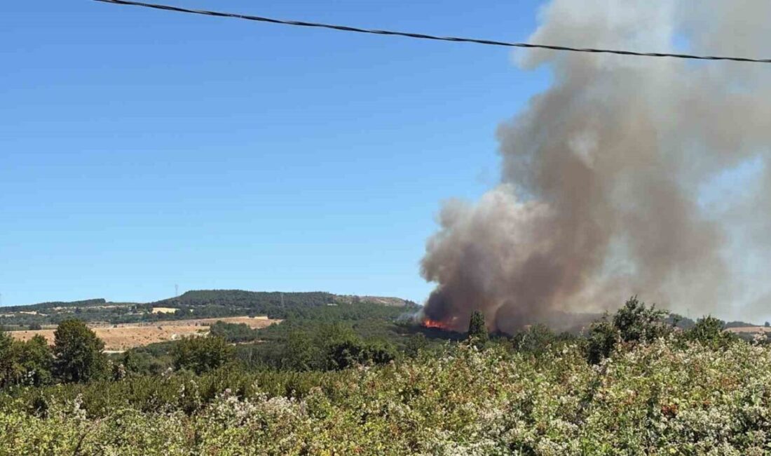 Çanakkale’nin Lapseki ilçesinde tarım arazisinde çıkan yangına, Orman Bölge Müdürlüğü