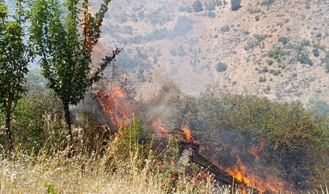 Malatya’nın Doğanşehir ilçesinde çıkan yangında, fazla sayıda meyve ağacı ve