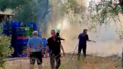 Muğla’nın Milas ilçesinde bir zeytinlik alanda çıkan yangın, orman ve