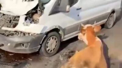 Muş ilinde yaşanan bir olayda, bir minibüs tarafından çarpılan iki