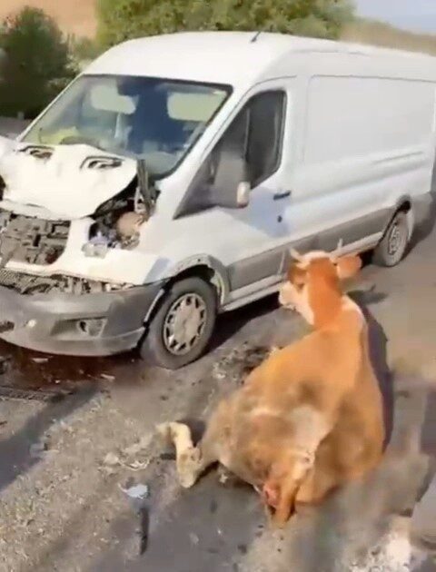 Muş ilinde yaşanan bir olayda, bir minibüs tarafından çarpılan iki