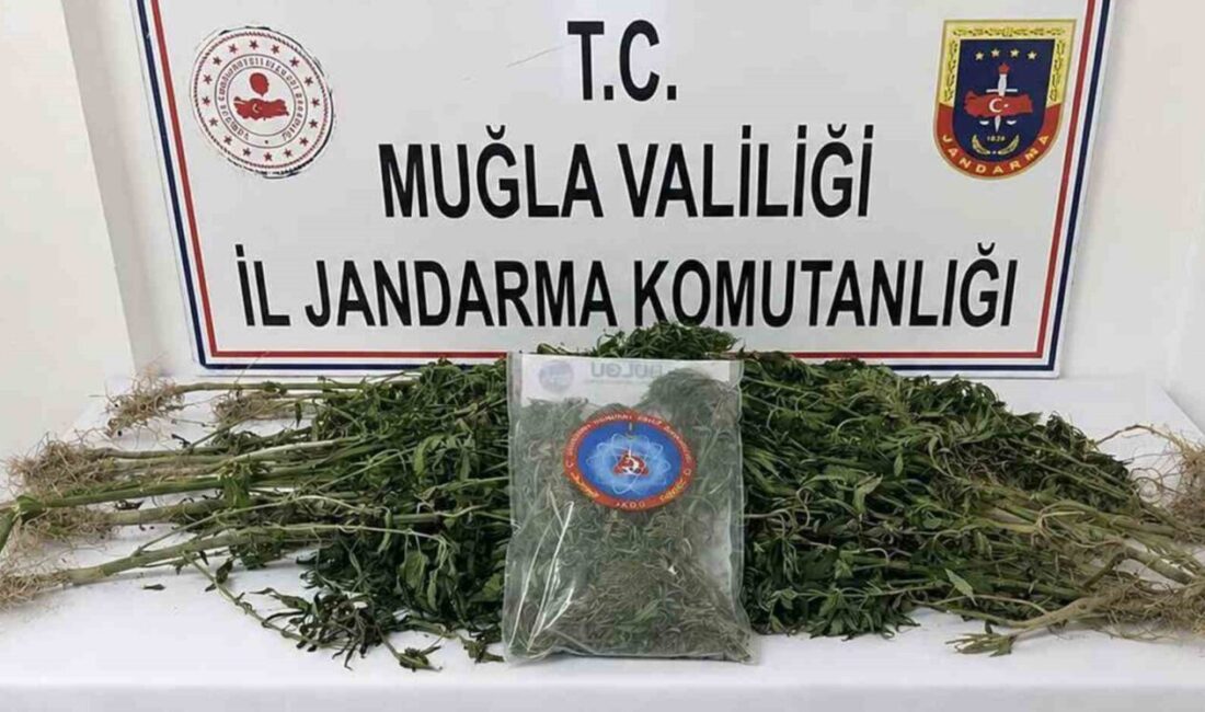 Muğla İl Jandarma Komutanlığı ekipleri, Temmuz ayı içerisinde uyuşturucuyla mücadele