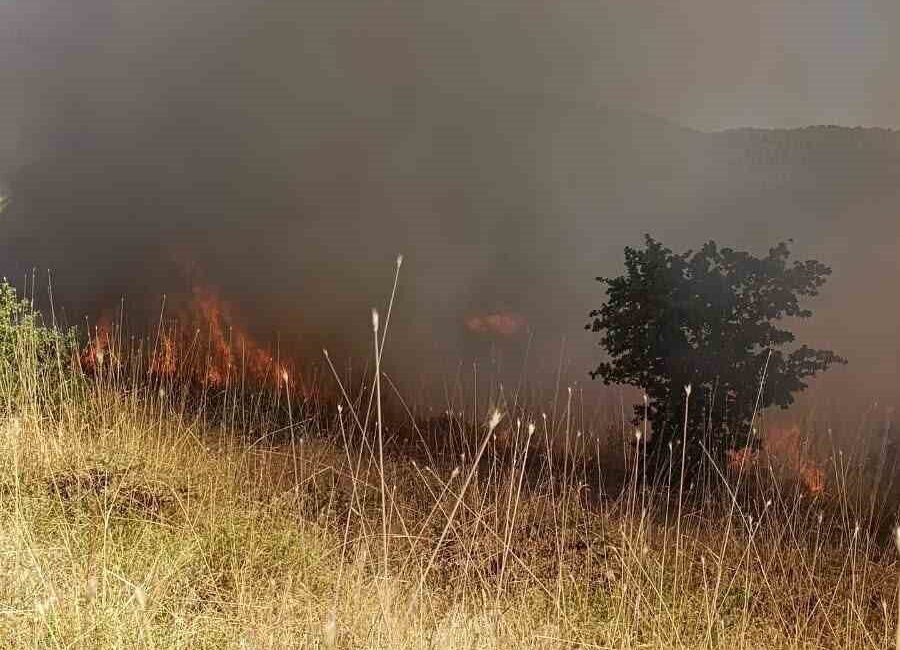 Muş’un merkezine bağlı Arıköy köyü kırsalında meydana gelen ormanlık alandaki