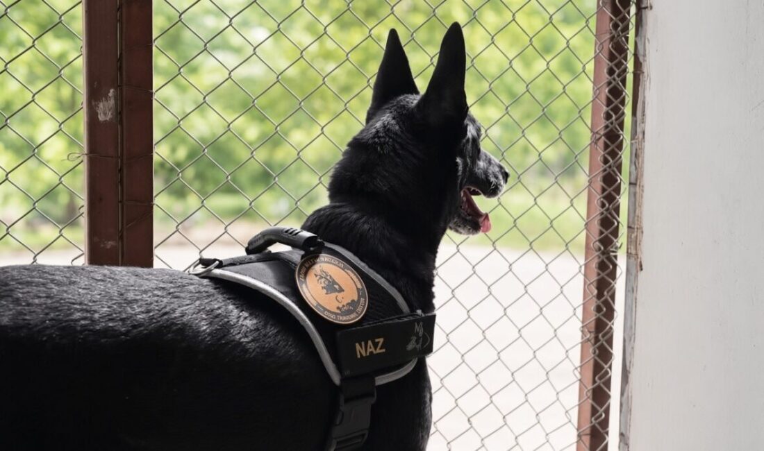 Erzincan Emniyet Müdürlüğü bünyesinde hizmet veren narkotik köpeği Naz, uzun