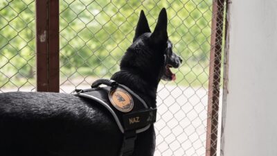 Erzincan Emniyet Müdürlüğü bünyesinde hizmet veren narkotik köpeği Naz, uzun