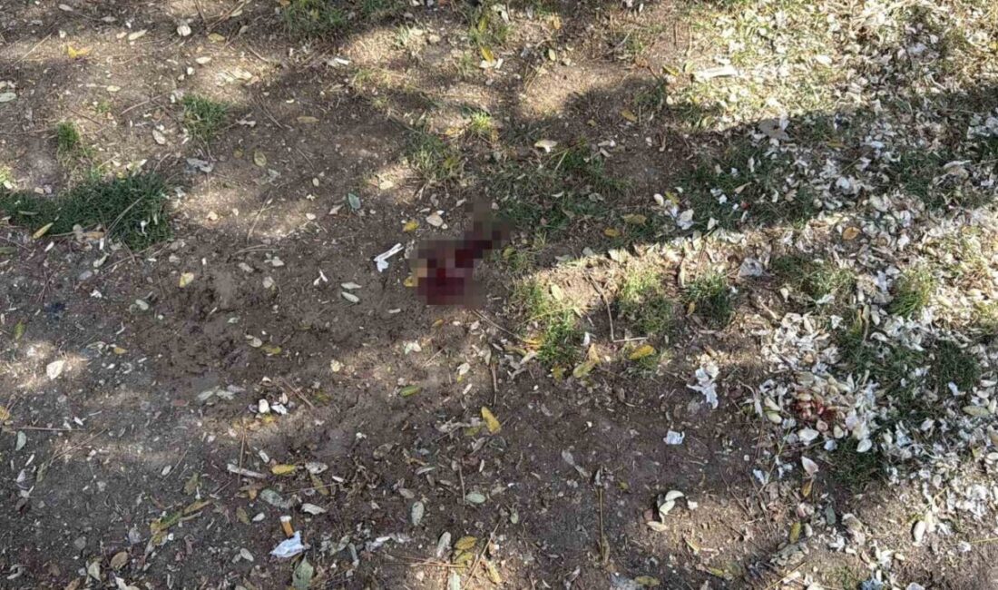 Eskişehir’de Kumlubel Parkı’nda oturan bir kişi, döner bıçağıyla yaralayan ve