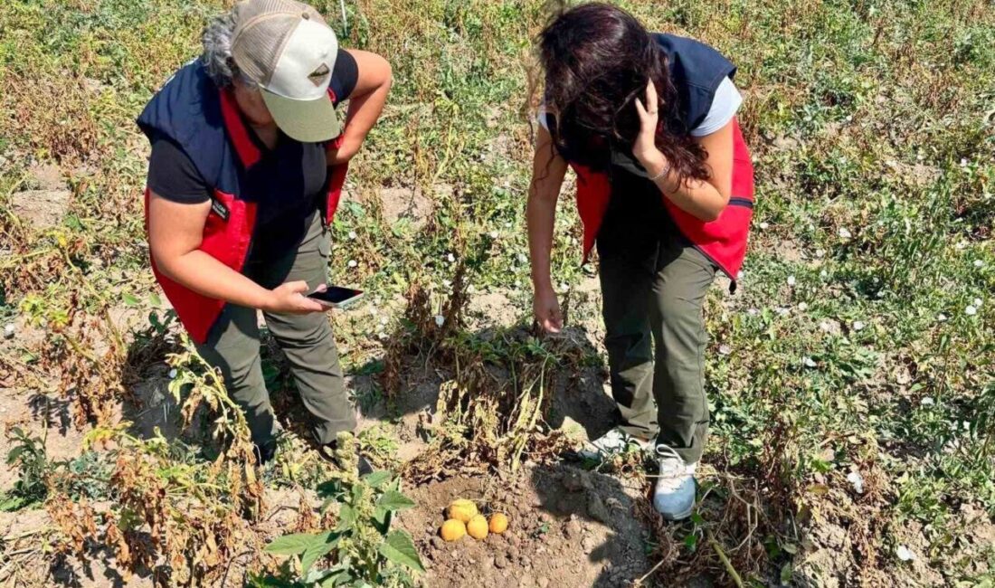 Afyonkarahisar Tarım ve Orman İl Müdürlüğü, patates üretiminde verim ve