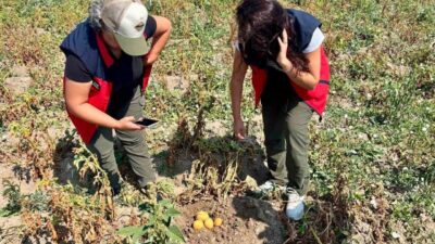 Afyonkarahisar Tarım ve Orman İl Müdürlüğü, patates üretiminde verim ve