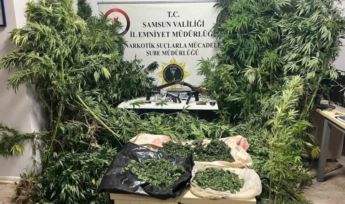 Samsun’un Bafra ilçesinde polis tarafından gerçekleştirilen kapsamlı operasyonda, tütün tarlalarının