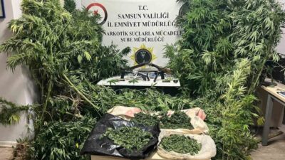 Samsun’un Bafra ilçesinde polis tarafından gerçekleştirilen kapsamlı operasyonda, tütün tarlalarının