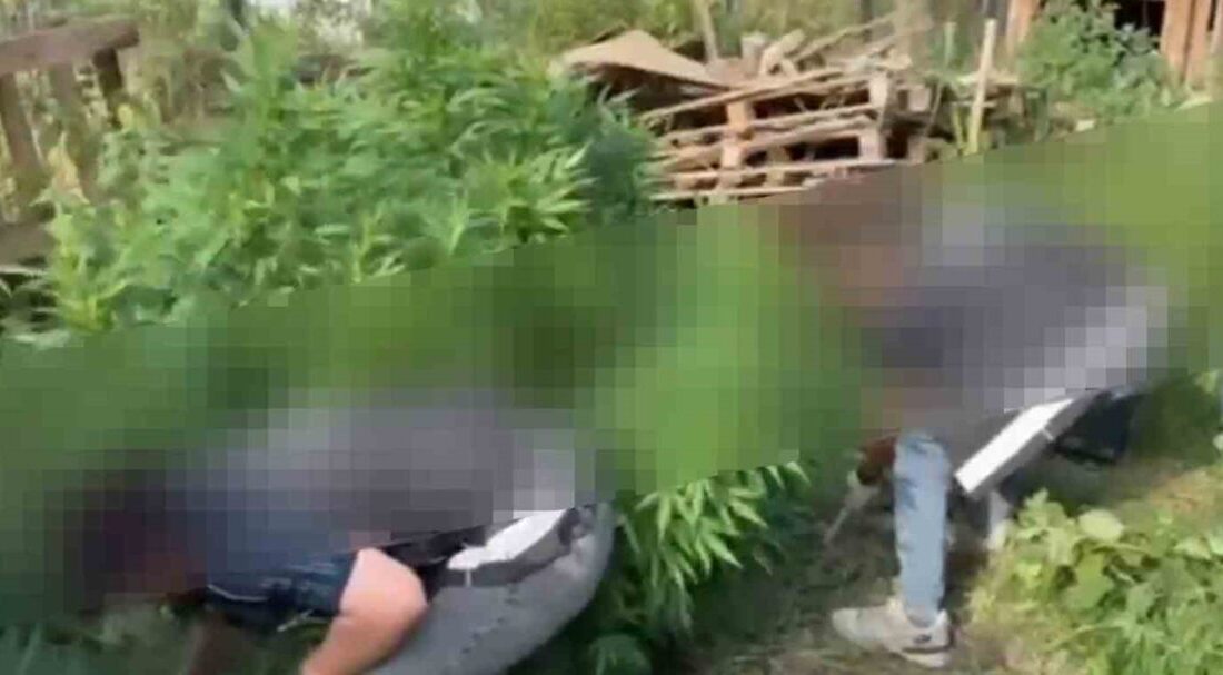Sapanca ilçesinde gerçekleştirilen bir operasyonda, polis ekipleri tarafından 9 kök