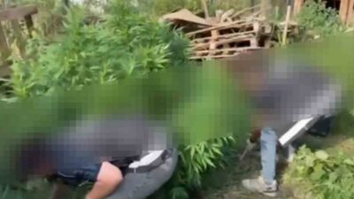 Sapanca ilçesinde gerçekleştirilen bir operasyonda, polis ekipleri tarafından 9 kök