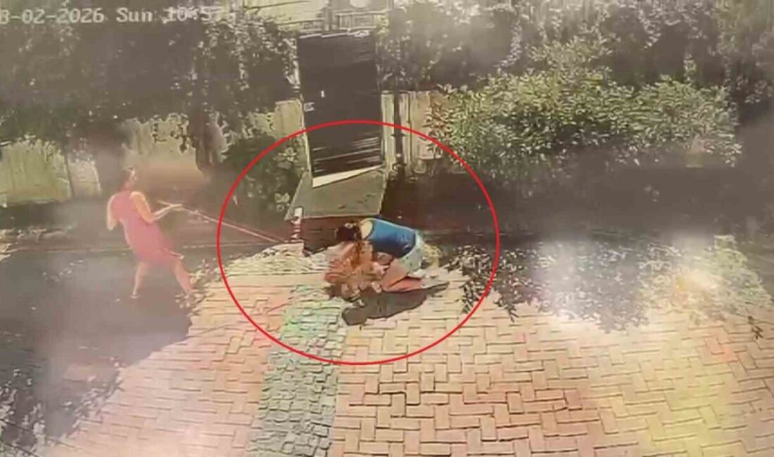 Samsun’da bir sitenin bahçesinde ağızlığı olmayan bir pitbull cinsi köpek,