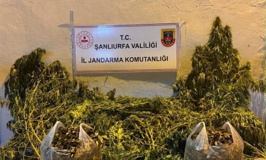 Şanlıurfa’nın Eyyübiye ilçesinde gerçekleştirilen operasyonda 625 kök kenevir ve 4
