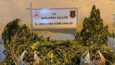 Şanlıurfa’nın Eyyübiye ilçesinde gerçekleştirilen operasyonda 625 kök kenevir ve 4